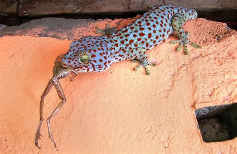 Tokay Gecko - Description, Habitat, Image, Diet, and Interesting Facts