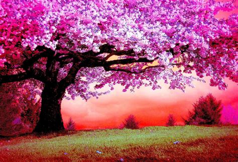 Cherry Blossom Tree Desktop Wallpapers - Top Free Cherry Blossom Tree ...