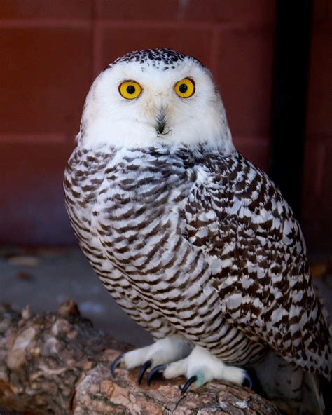 Snowy Owl | Connecticut's Beardsley Zoo