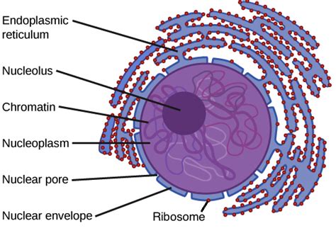 Cell Organelles – Ryan's Online Portfolio