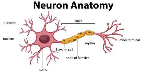 Diagram Of A Neuron Labeled