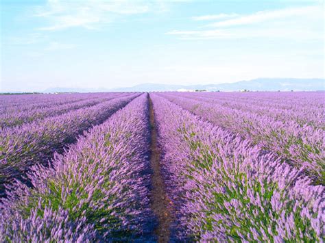 Lavender Farming – Tips On Growing A Field Of Lavender