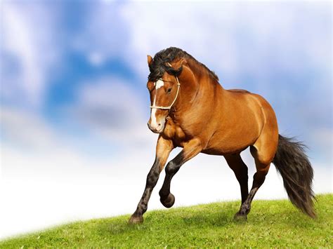 Beautiful Horse Wallpapers - Wallpaper Cave