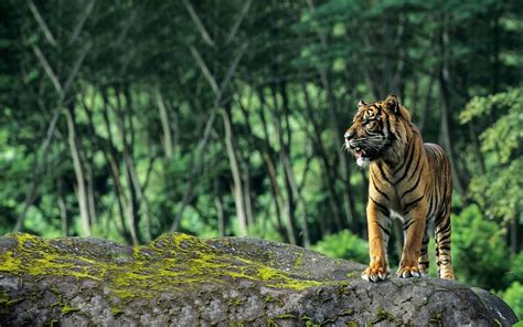 10 Best Wildlife Sanctuaries and National Parks in South India - Tusk ...