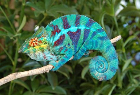 Ambanja Panther Chameleons for Sale (Sturgis Bloodline) Ambanja Panther ...