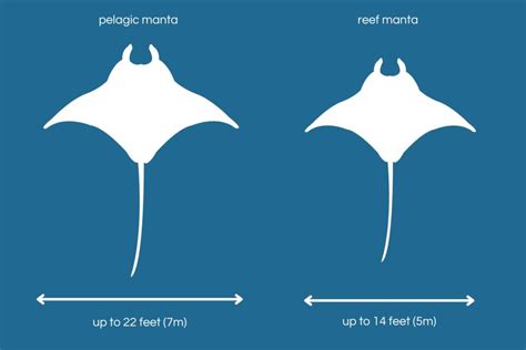 The 3 Main Differences between the Giant Manta Ray and the Reef Manta ...