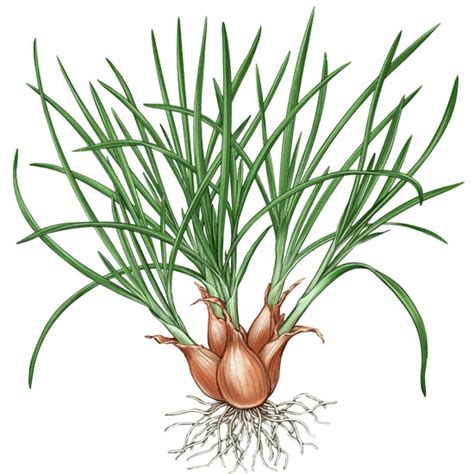 All About Growing Shallots – Mother Earth News