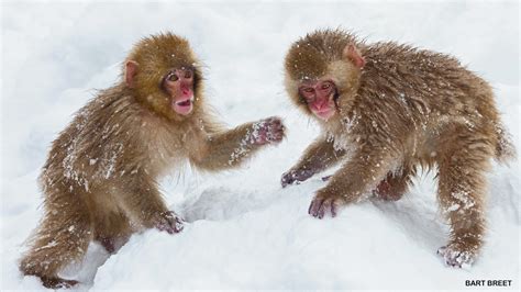 Monkeys in the Snow - NWF | Ranger Rick