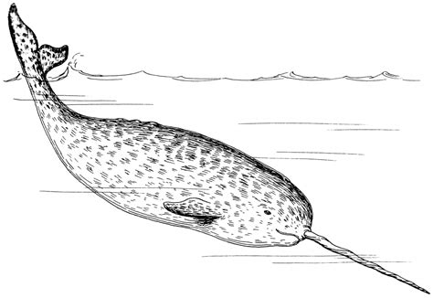 Narwhal Coloring Pages - Best Coloring Pages For Kids