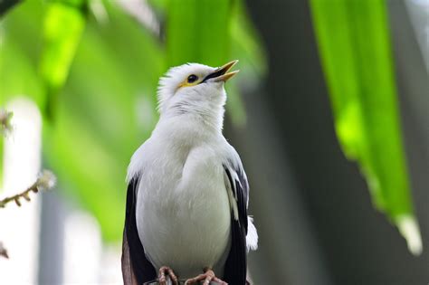 Foto Burung Jalak Putih - Burung