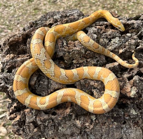 Amber Corn Snake by Central Texas Reptile Co-op - MorphMarket