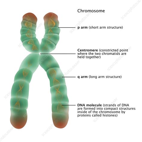 Draw And Label A Chromosome