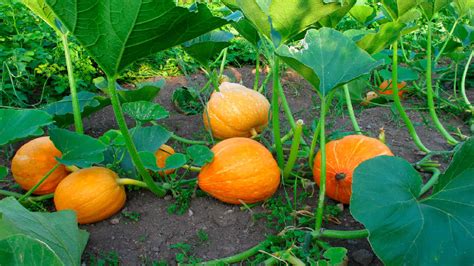 Pumpkin - Santhi Online Plants Nursery