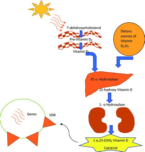 Vitamin D synthesis. | Download Scientific Diagram