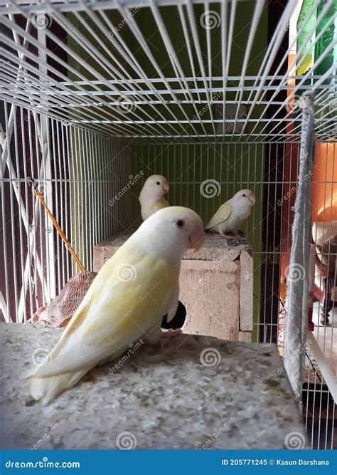 Young African Lovebirds in Cage Stock Image - Image of african, beak ...