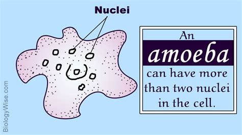 Amoeba Classification Chart