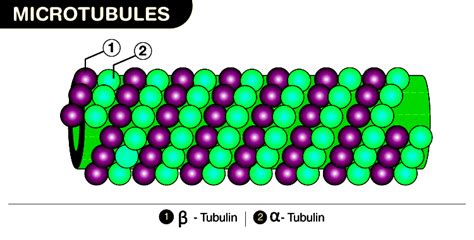 Microtubules: Structure, Function and Organization - Testbook