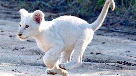 Rare White Lion Cub Spotted in South Africa | The Weather Channel