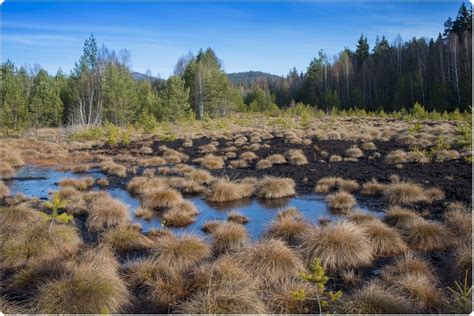 Low-Severity Fires Enhance Long-Term Carbon Retention Of Peatlands