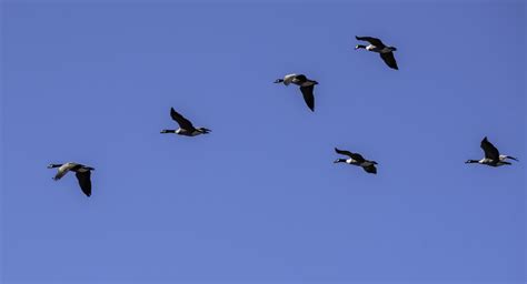 School of Geese flying in V Formation image - Free stock photo - Public ...