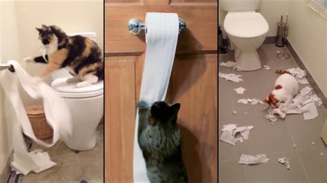 Compilation Video of Cats Playing with and Destroying Toilet Paper Rolls