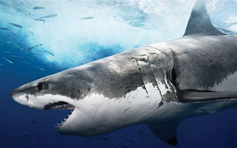 Great White Shark Wallpapers HD - Wallpaper Cave