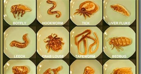 Human Parasites, Types of Parasites, and Classification