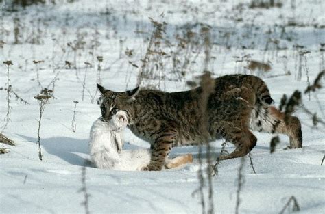 Hunting lynx (12 pics) - Izismile.com