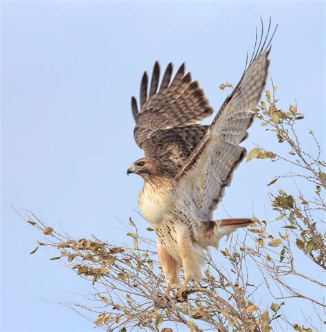 Red-Tailed Hawks Identification Guide