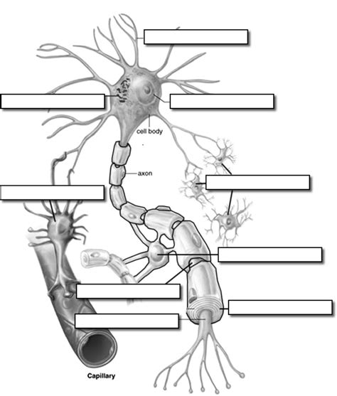 Neuron Label | Biology lessons, Teaching biology, Anatomy and physiology