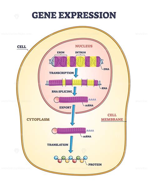 Gene expression stages with transcription and RNA splicing outline ...