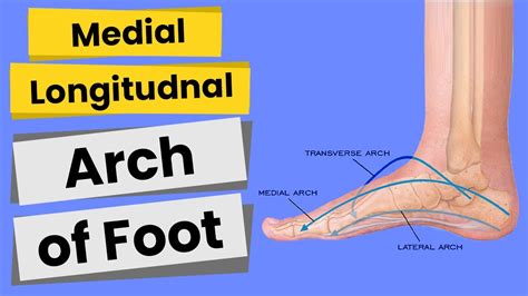 Arches Of Foot (Part-1)/Medial Longitudinal Arch/Anatomy -Structures ...