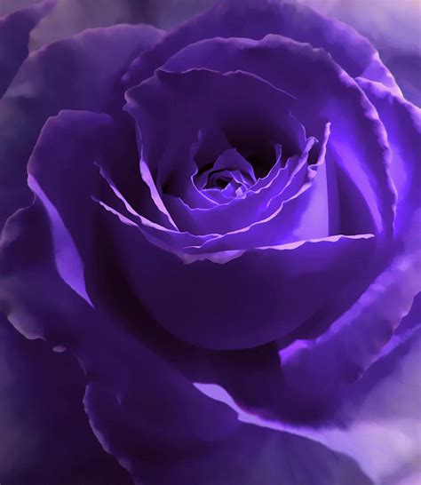 Dark Purple Roses Wallpaper - WallpaperSafari