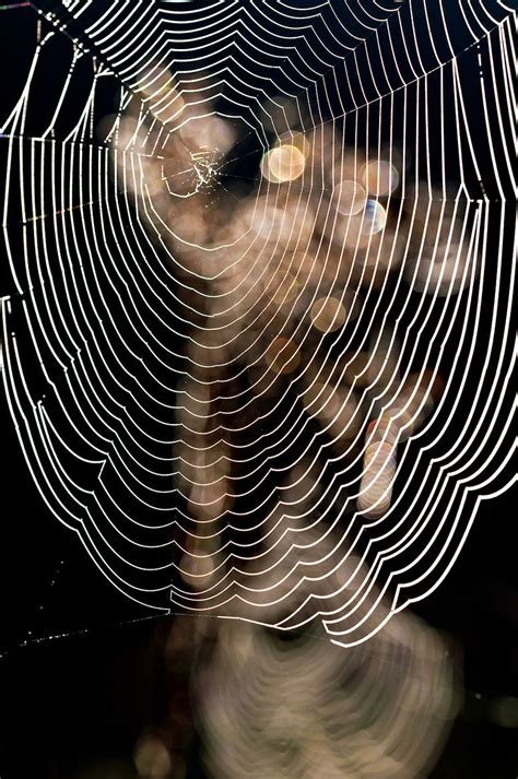 Highlighted spider webs | Spider web, Spider art, Spider