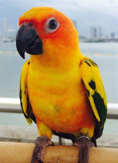 Have you Seen this Missing Parrot Lost atWoodlands Drive? | Conure ...