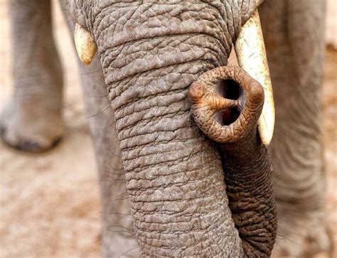 MANY USES : A trunk may be a glorified nose, but it has a lot of uses ...