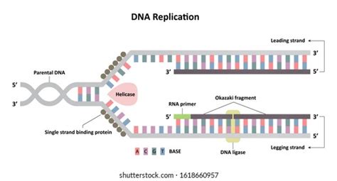 Dna Replication Royalty-Free Images, Stock Photos & Pictures | Shutterstock