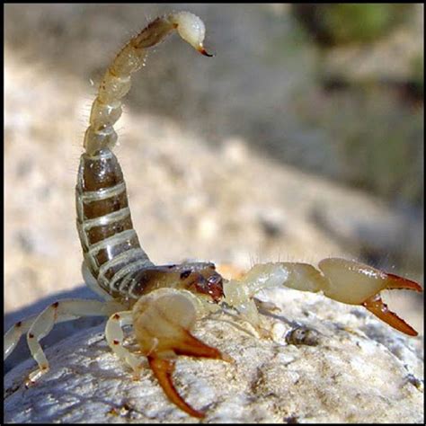 Characteristics Of An Arthropod