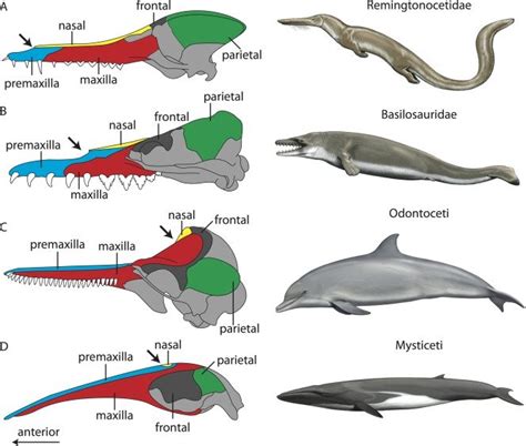 Cranial telescoping and posterior migration of bony nares in extinct ...