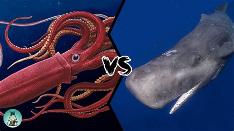 Colossal Squid Vs Kraken