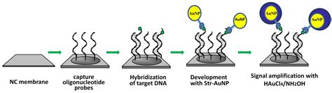 Biosensors | Free Full-Text | Improvement of Seed-Mediated Growth of ...