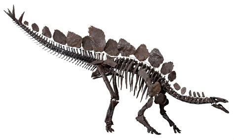 Colorado State Fossil - Stegosaurus - FossilEra.com