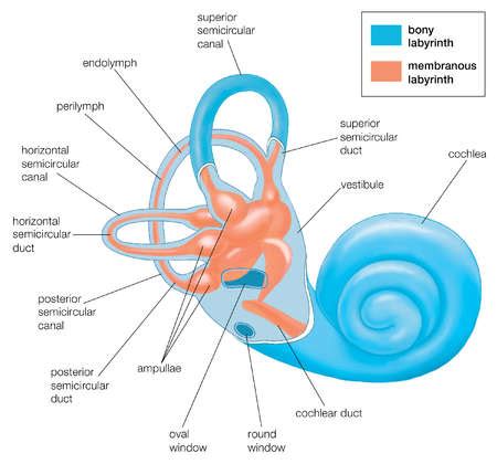 Stock Illustration - The two labyrinths of the inner ear The bony ...