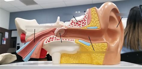 Ear: Front View Diagram | Quizlet