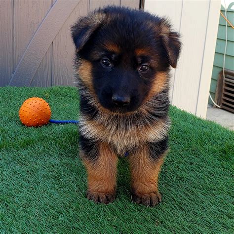 German Shepherd Puppies For Sale | Los Angeles, CA #291819