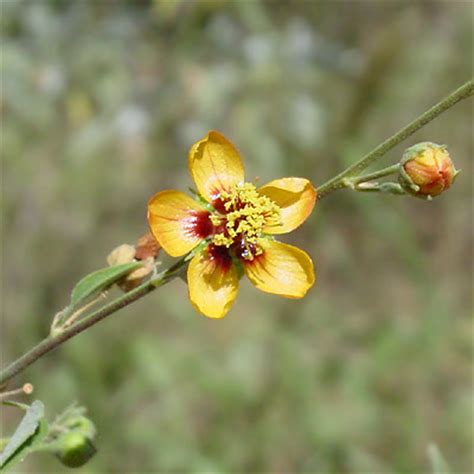 Plant species of Tumamoc Hill