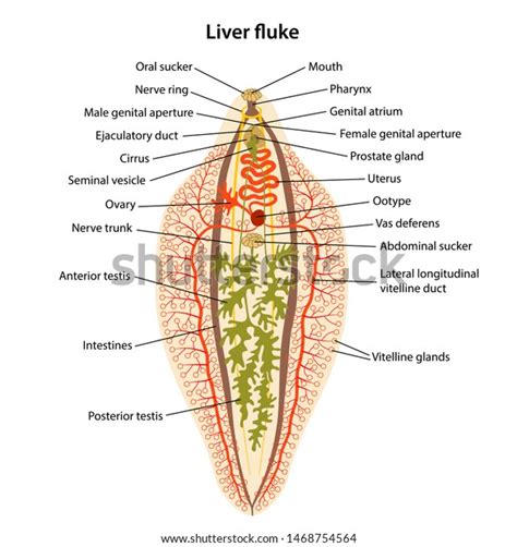 Fasciola Hepatica