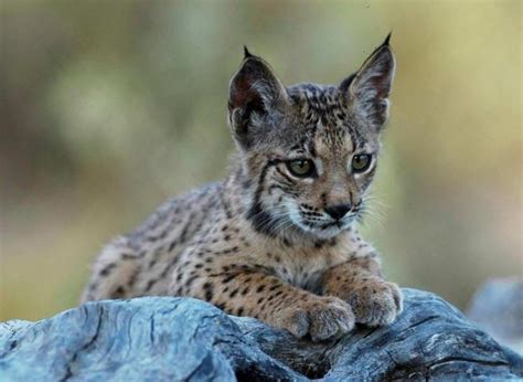 Más linces muertos en siete meses que en el peor año de la historia ...