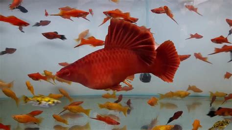 Swordtail - Green swordtail - swordtail fish breeding - swordtail fish ...