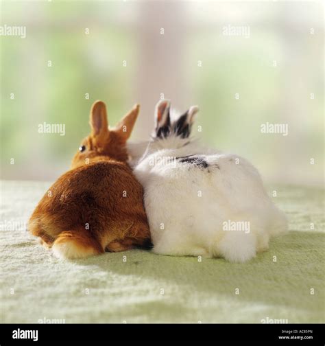 behaviour : two pygmy rabbits - cuddling Stock Photo - Alamy